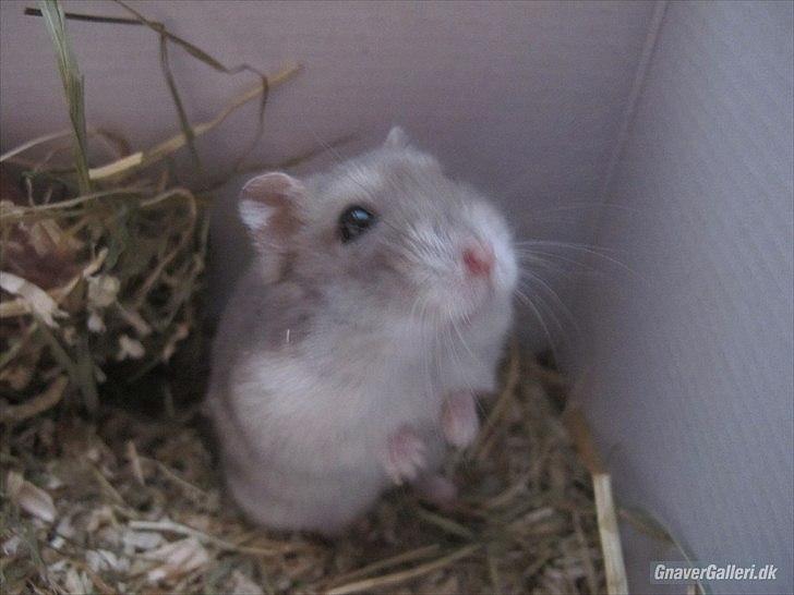 Dværghamster Bimmer ¤ Tykke ¤ - "Sådan ser man tynd ud" <3 billede 6