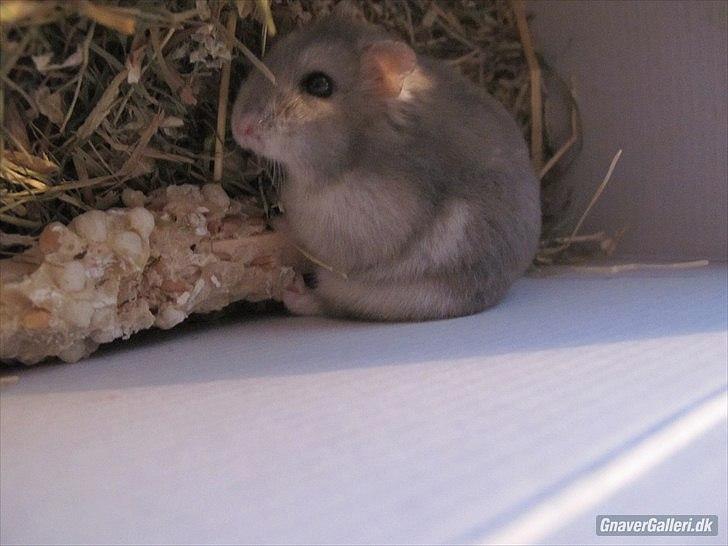 Dværghamster Bimmer ¤ Tykke ¤ - Han er og bliver tyk <3 billede 3