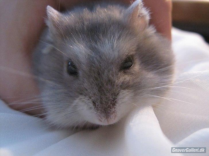 Dværghamster Bimmer ¤ Tykke ¤ - Nærbilled ! <3 billede 8