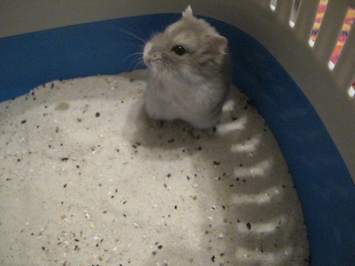 Dværghamster Bimmer ¤ Tykke ¤ - Sand !! Det er noget den tykke dreng kan lide <3 billede 10