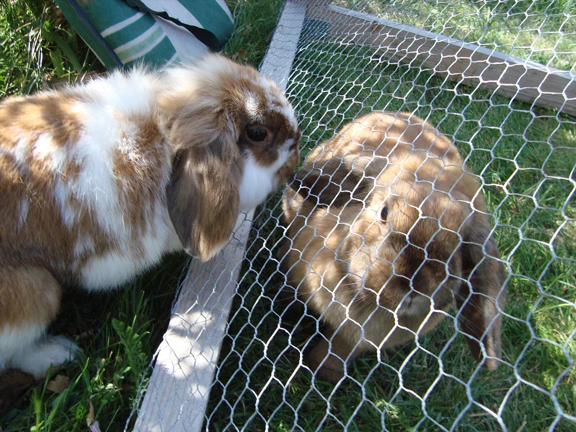 Kanin Ida - Ida og Stich hilser på hinanden :D 
Sommer 2010 billede 15