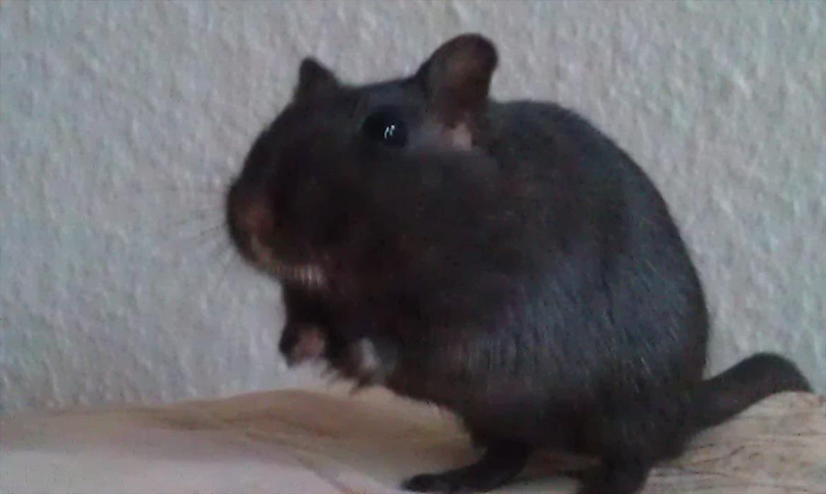 Ørkenrotte Kiara (R.I.P) billede 12