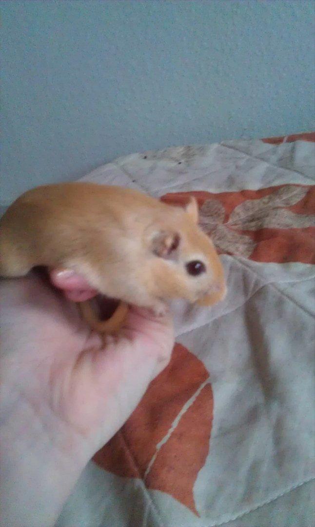 Ørkenrotte Guldlok (R.I.P) billede 13