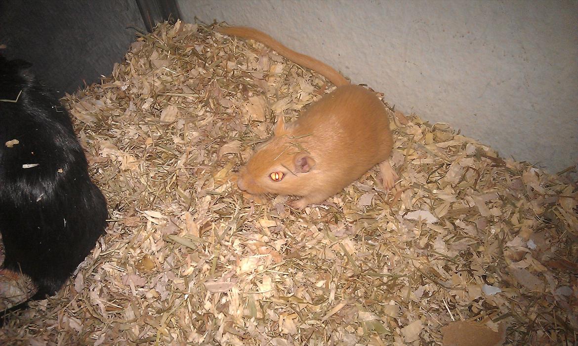 Ørkenrotte Guldlok (R.I.P) billede 14