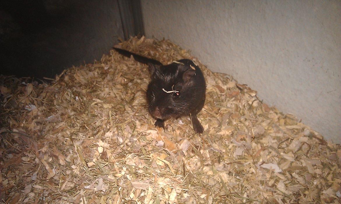 Ørkenrotte Kiara (R.I.P) billede 14