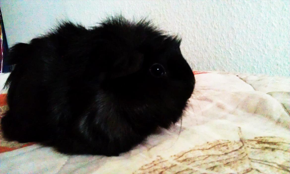 Marsvin Baily  billede 13