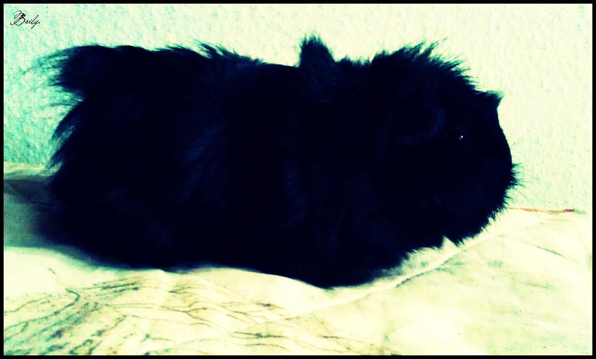 Marsvin Baily  billede 14