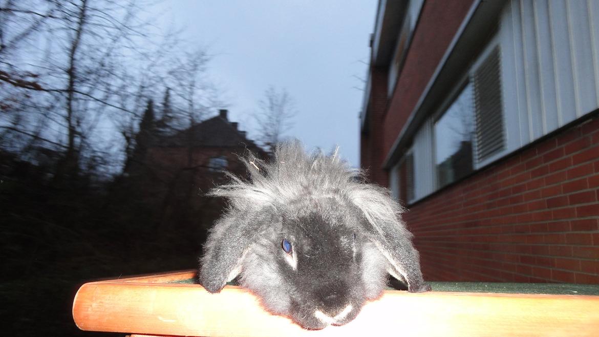 Kanin Metis billede 4