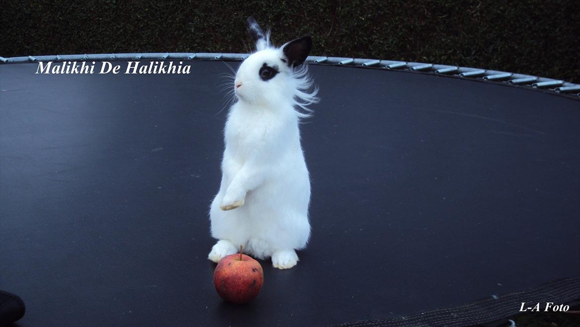 Kanin Stald Spirs Malikhi De Halikhia billede 2