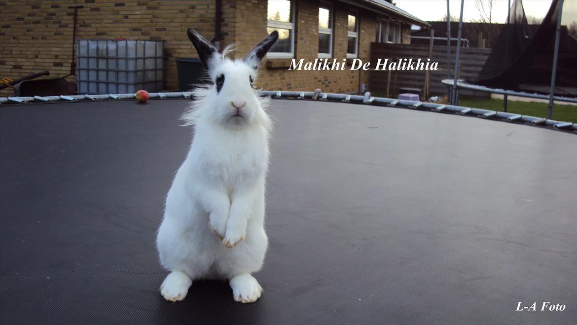 Kanin Stald Spirs Malikhi De Halikhia billede 5