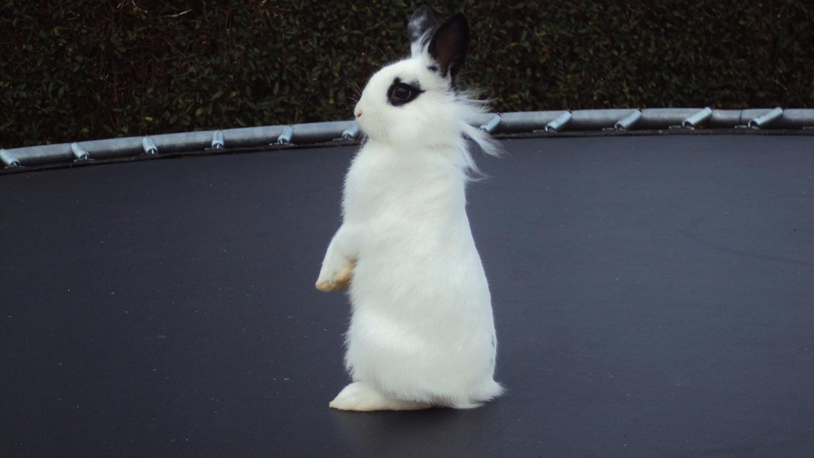 Kanin Stald Spirs Malikhi De Halikhia billede 7