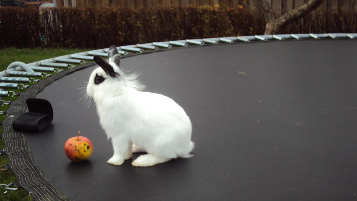Kanin Stald Spirs Malikhi De Halikhia billede 9
