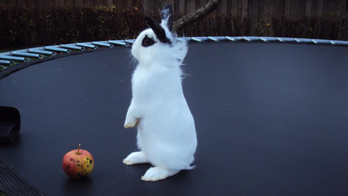 Kanin Stald Spirs Malikhi De Halikhia billede 11