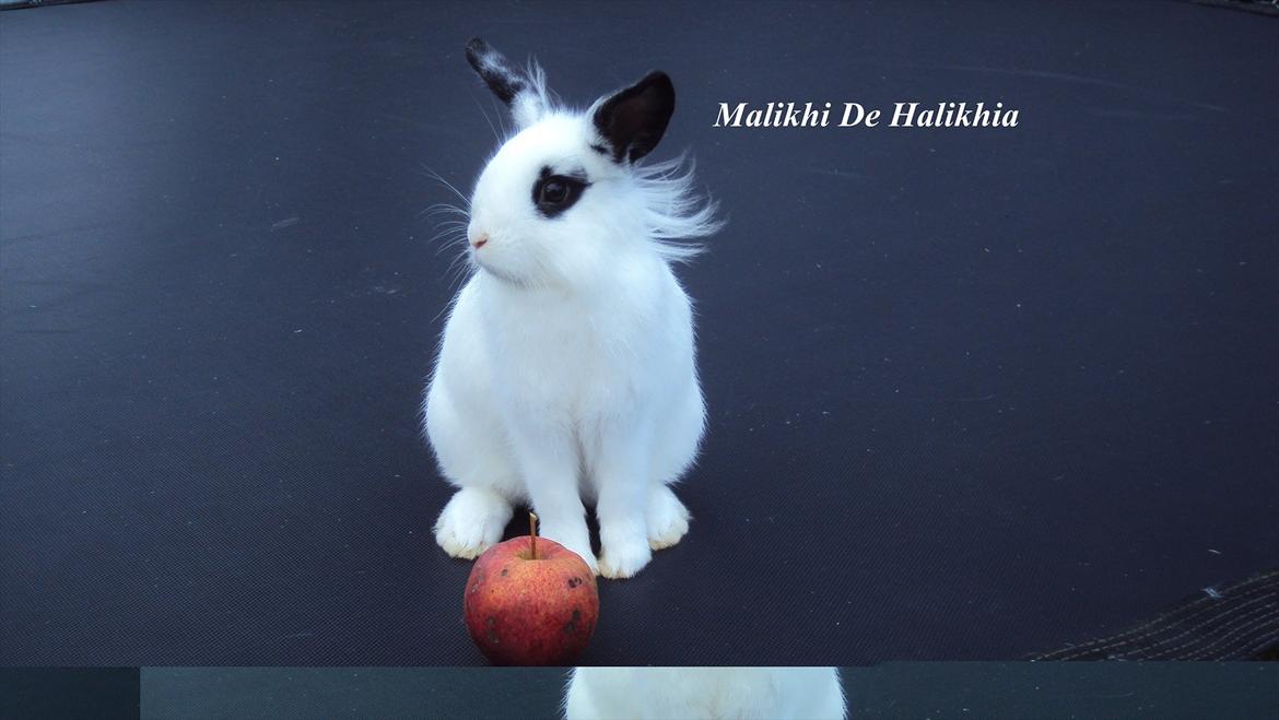 Kanin Stald Spirs Malikhi De Halikhia billede 13