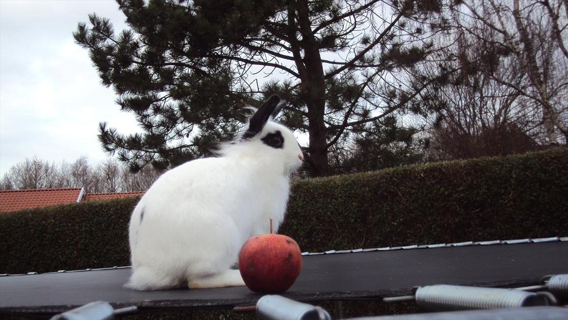 Kanin Stald Spirs Malikhi De Halikhia billede 15
