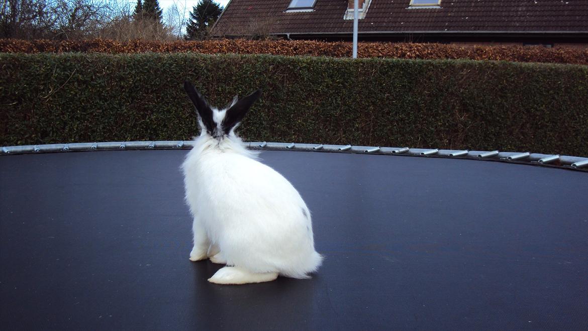 Kanin Stald Spirs Malikhi De Halikhia - Tak fordi at i kiggede forbi, læg gerne en kommentar og bedømmelse :D billede 20