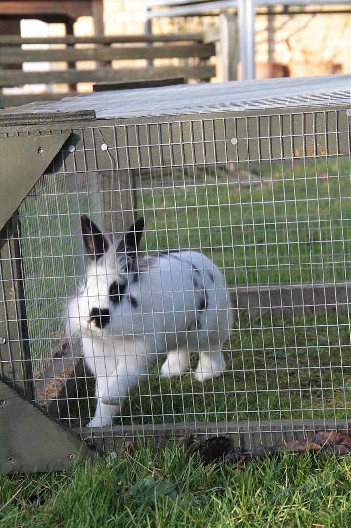 Kanin Jokers Malibue billede 18