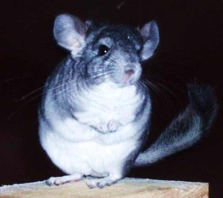 Chinchilla Humu Humu<3. - :-*- billede 2