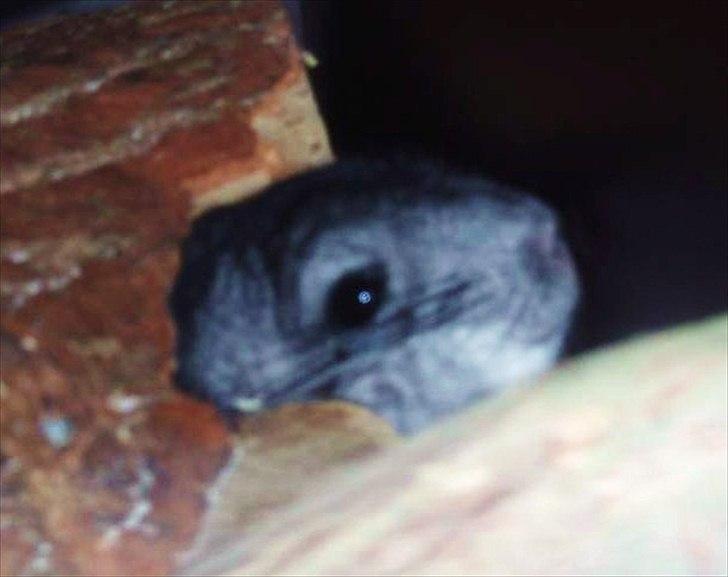 Chinchilla Humu Humu<3. - ;-) billede 4