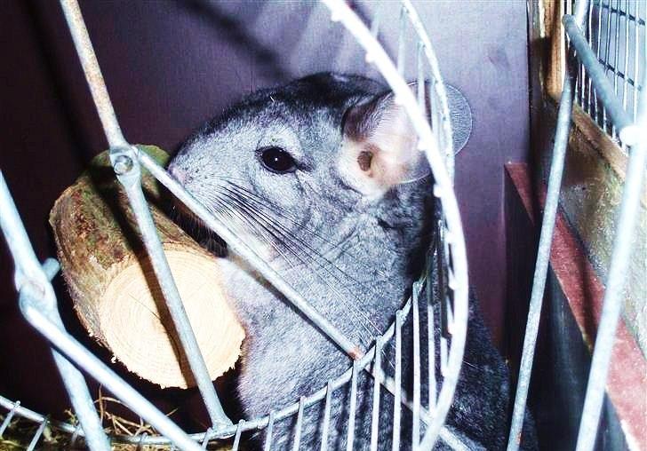 Chinchilla Humu Humu<3. - hvor er du sød.. <3<3 billede 6