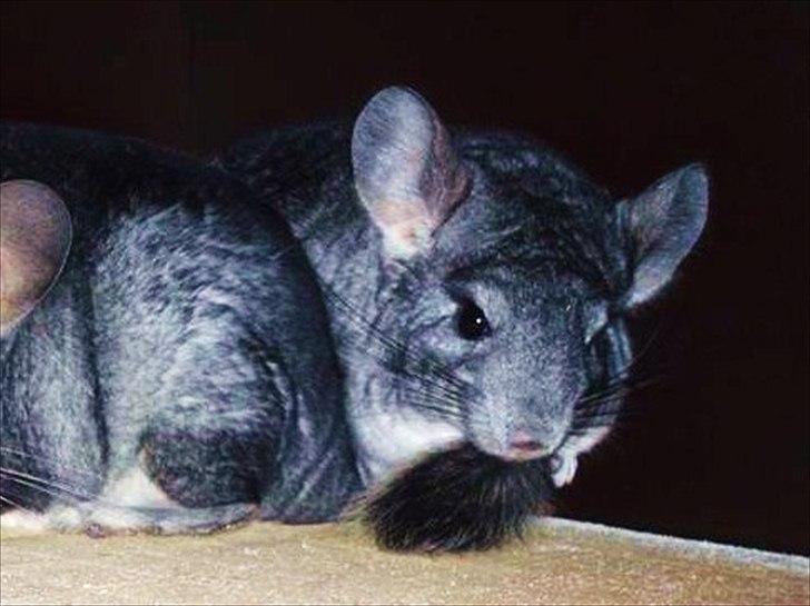 Chinchilla Humu Humu<3. - Humu Humu .. med min gamle Laban <3 billede 8