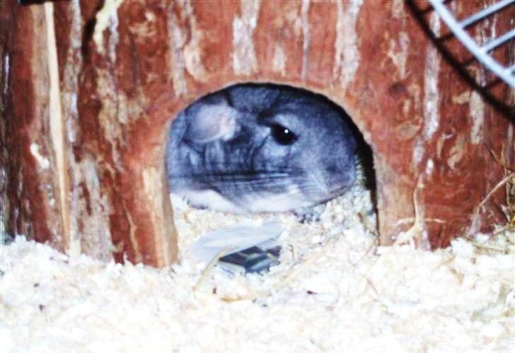 Chinchilla Humu Humu<3. - ... <3 billede 11