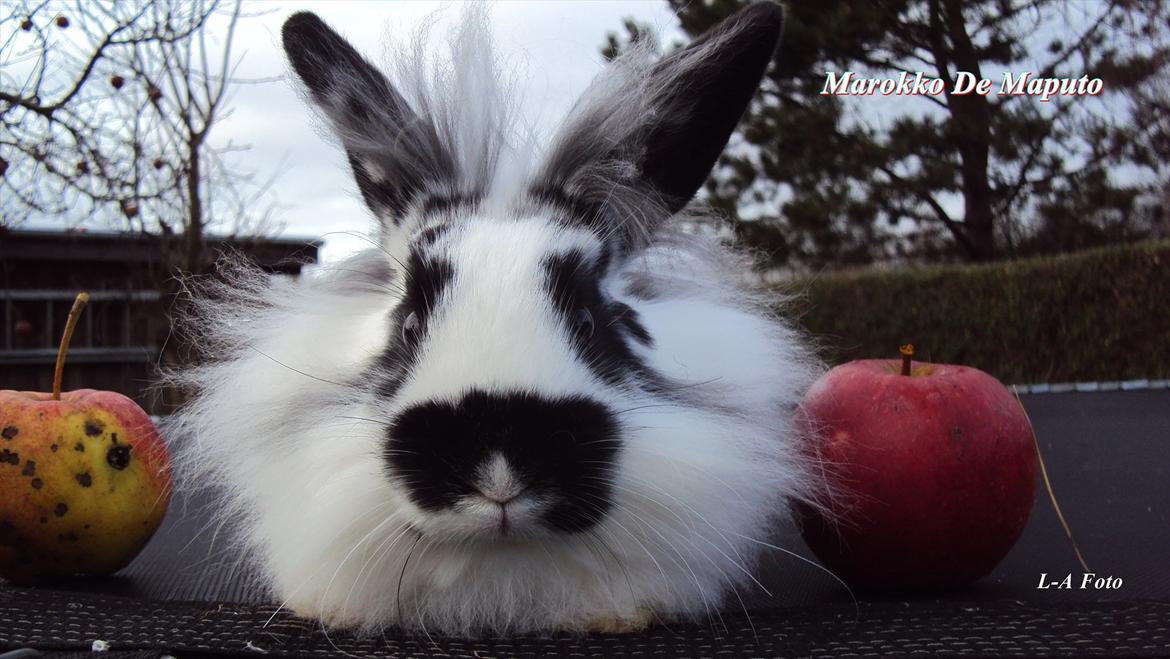 Kanin Stald Spirs Marokko De Maputo billede 3