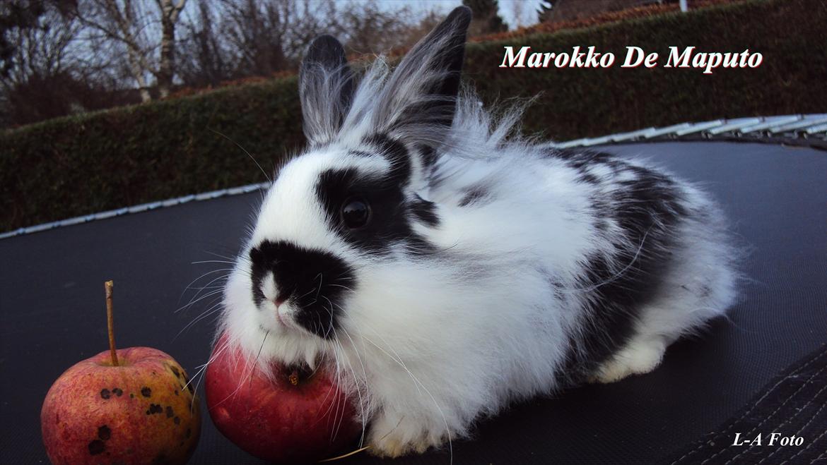 Kanin Stald Spirs Marokko De Maputo billede 5