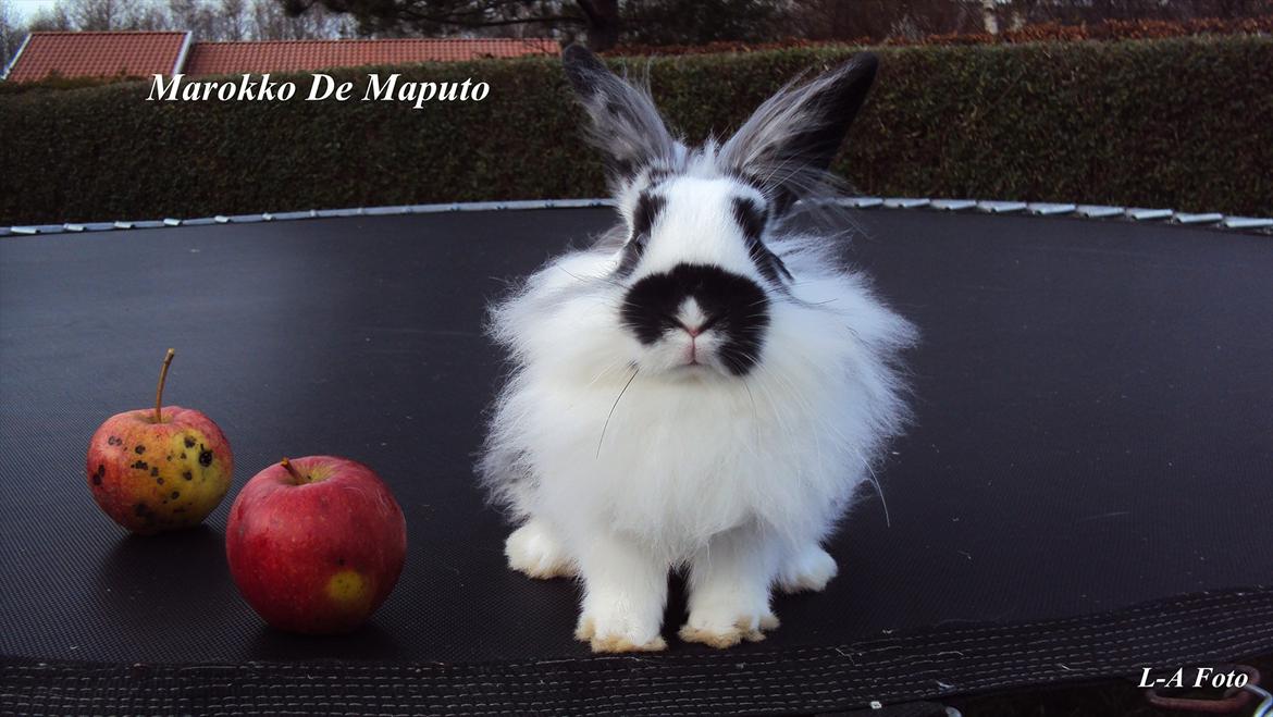 Kanin Stald Spirs Marokko De Maputo billede 8