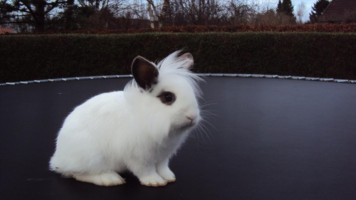 Kanin Stald Spirs Nugga De Mokka billede 7