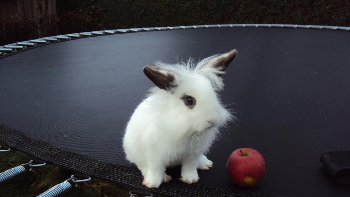 Kanin Stald Spirs Nugga De Mokka billede 11