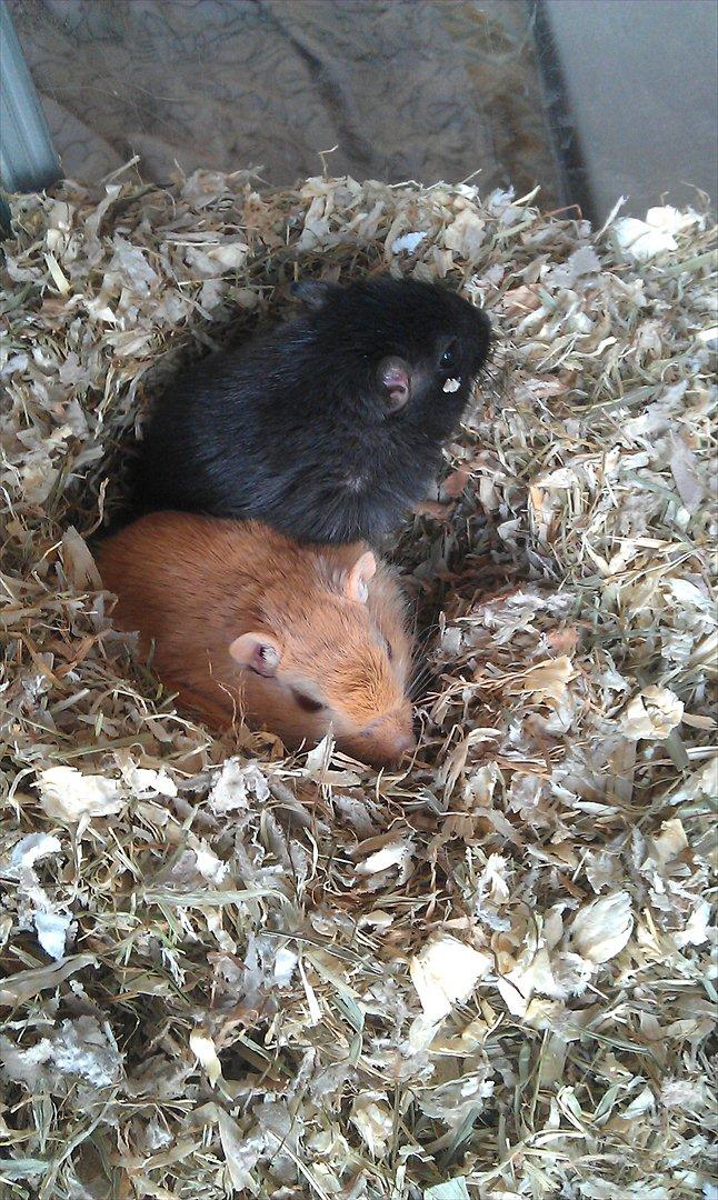 Ørkenrotte Kiara (R.I.P) - hende og hendes søster putter :-). billede 15