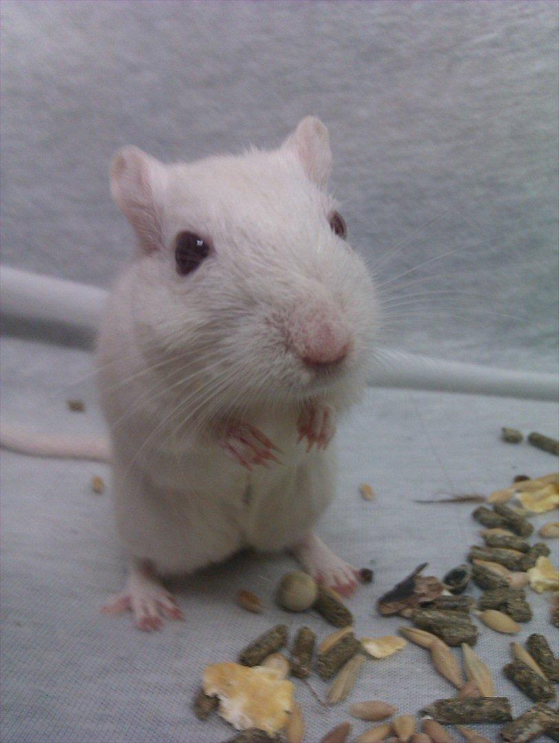 Ørkenrotte Bent R.I.P <3 - Velkommen til bent´s profil! :D
Det her er det bedste billed jeg har af min dejlige ørkenrotte :D<3 billede 1