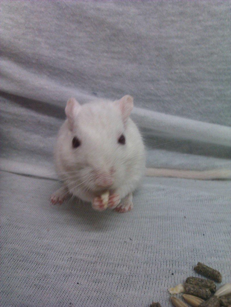 Ørkenrotte Bent R.I.P <3 billede 2