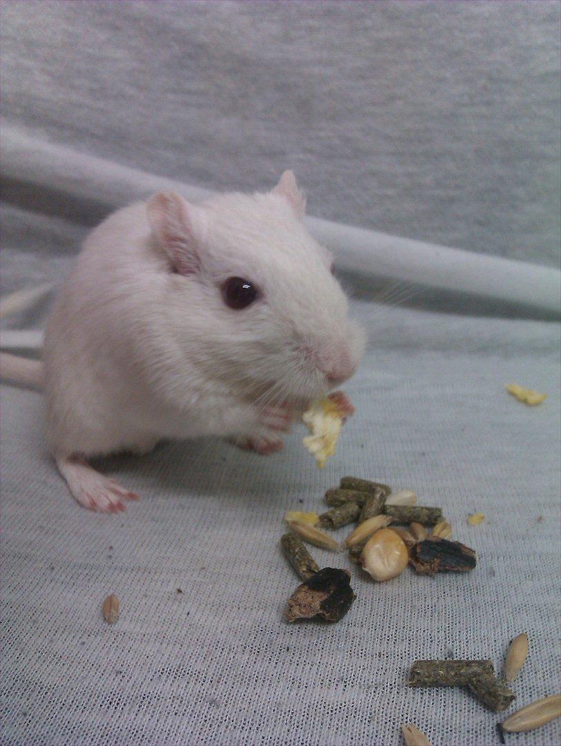 Ørkenrotte Bent R.I.P <3 billede 3