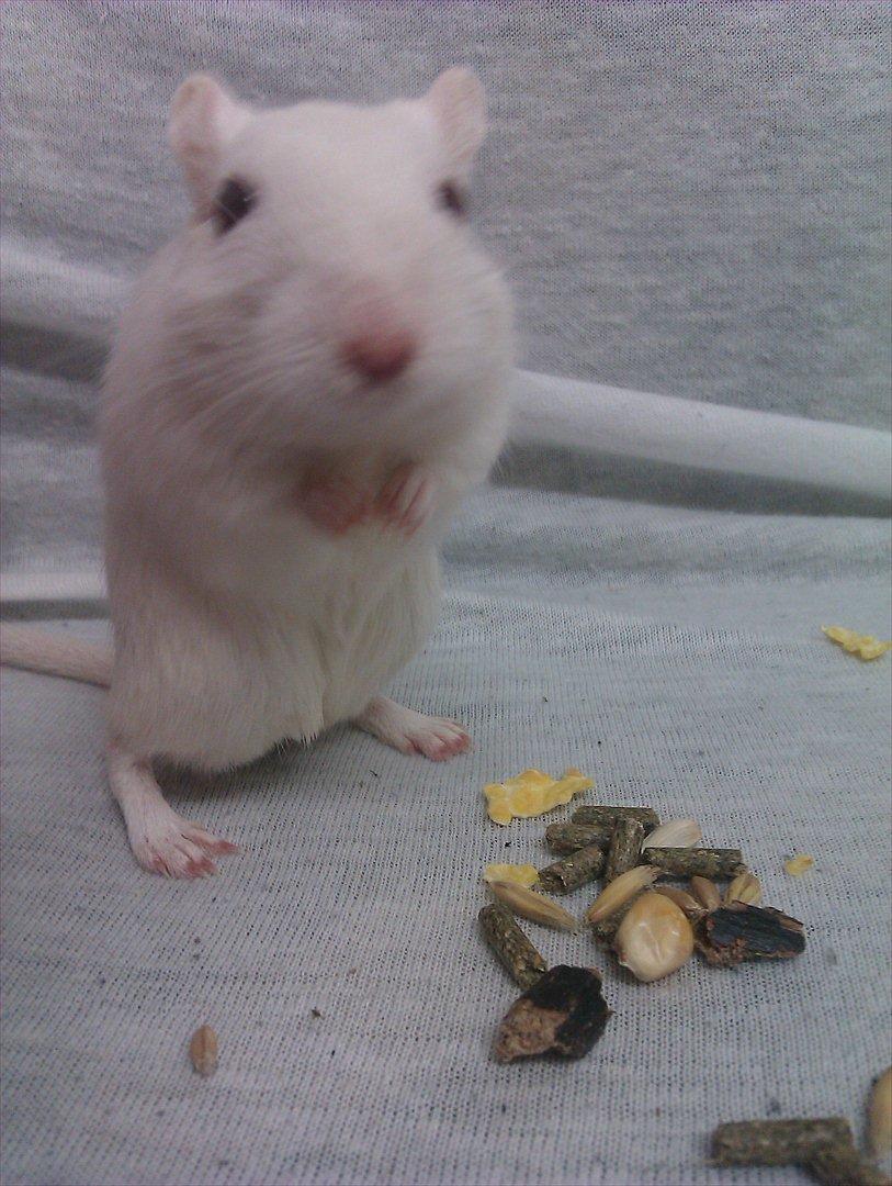 Ørkenrotte Bent R.I.P <3 billede 4