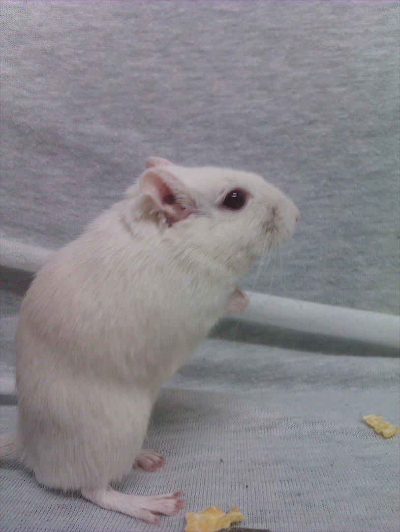 Ørkenrotte Bent R.I.P <3 billede 5