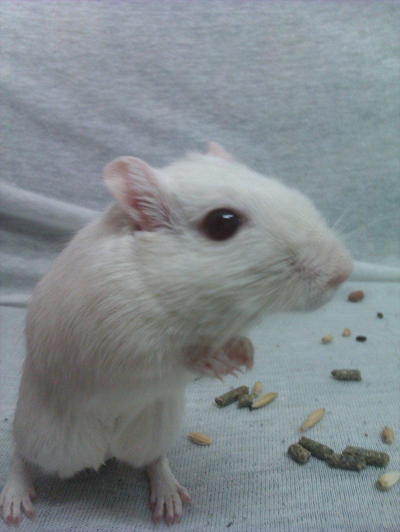 Ørkenrotte Bent R.I.P <3 billede 6