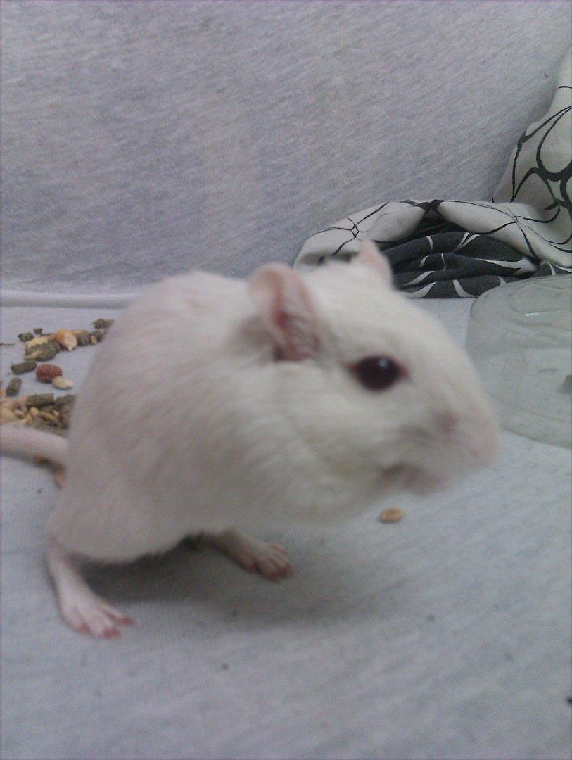 Ørkenrotte Bent R.I.P <3 billede 7