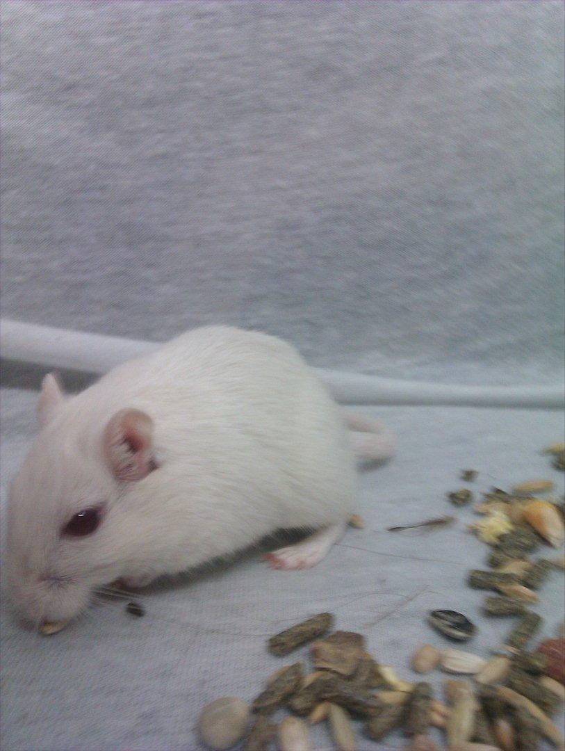 Ørkenrotte Bent R.I.P <3 billede 8