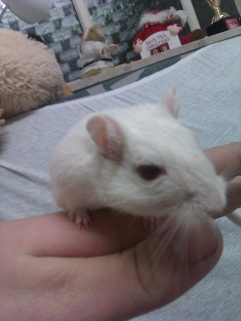 Ørkenrotte Bent R.I.P <3 billede 9