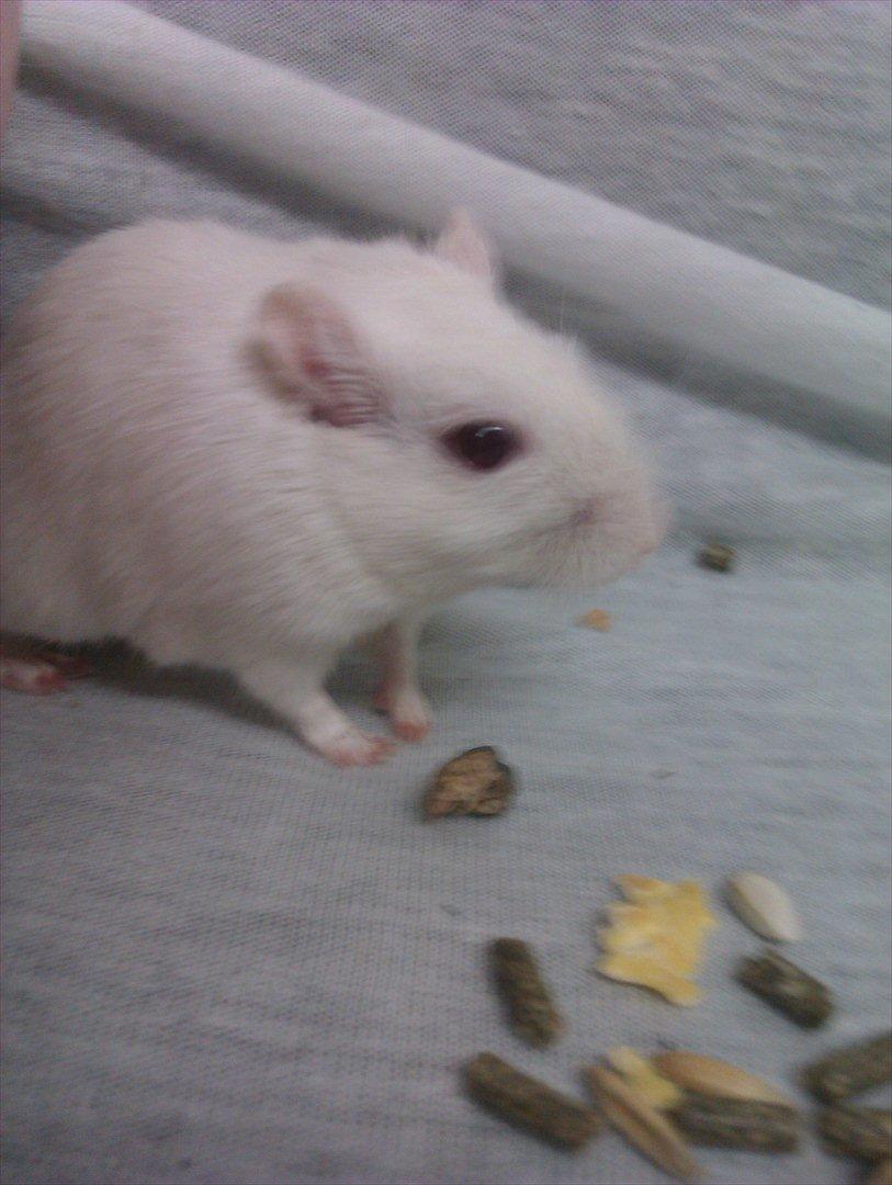 Ørkenrotte Bent R.I.P <3 billede 10