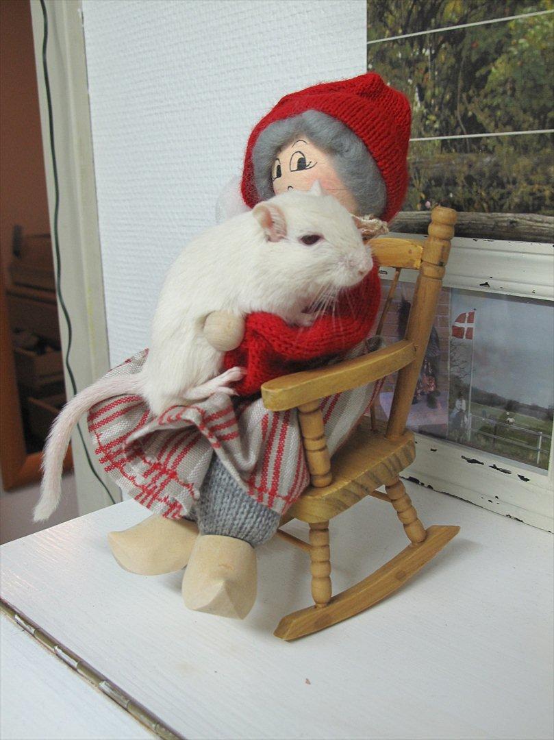 Ørkenrotte Bent R.I.P <3 billede 11