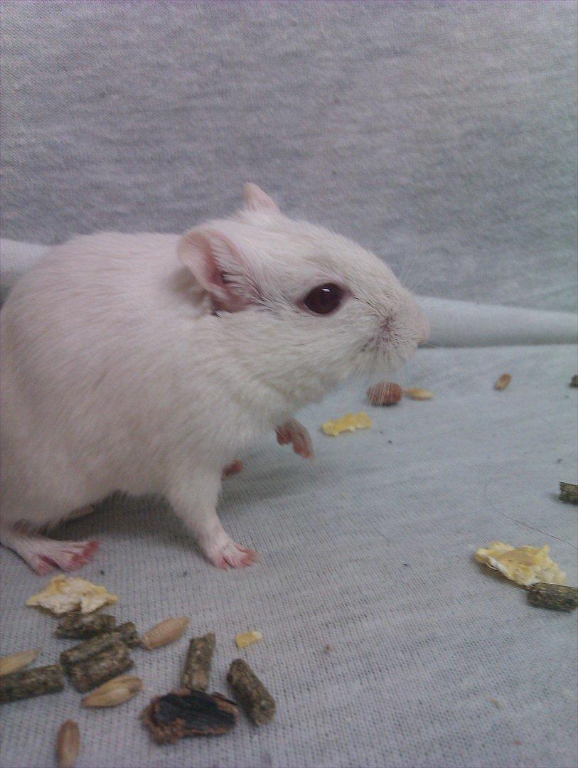 Ørkenrotte Bent R.I.P <3 billede 12