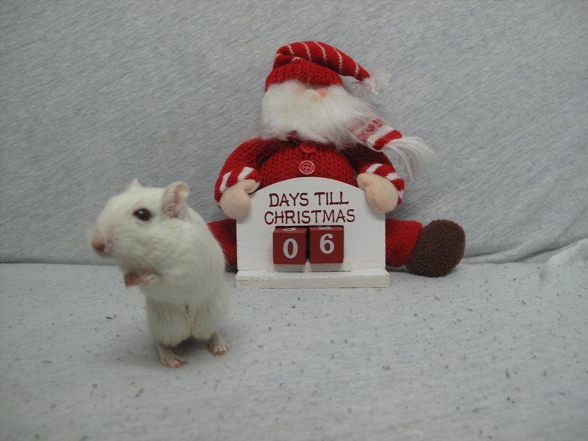 Ørkenrotte Bent R.I.P <3 billede 13