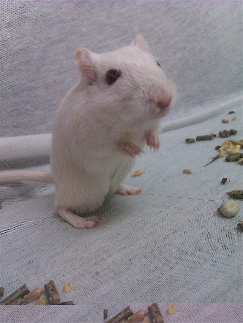 Ørkenrotte Bent R.I.P <3 billede 14