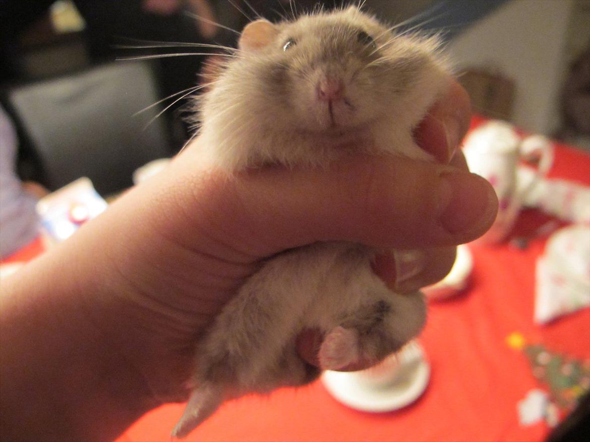 Dværghamster Bimmer ¤ Tykke ¤ - Du er så tyk i hånden !! <3 billede 11