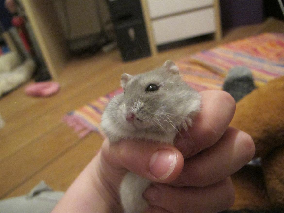 Dværghamster Bimmer ¤ Tykke ¤ - Dejlige !!! <3 billede 13