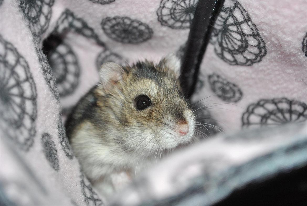 Dværghamster Milo (Tykkemusen) R.I.P billede 20