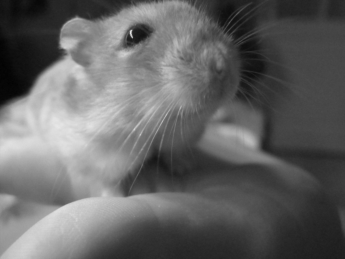 Dværghamster Bimmer ¤ Tykke ¤ - Lækker men tyr dreng  <3 billede 14